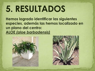 5. RESULTADOSHemos logrado identificar las siguientes especies, además las hemos localizado en un plano del centro:ALOE (aloe barbadensis)