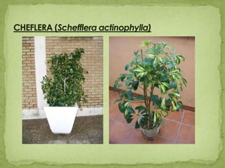 CHEFLERA (Scheffleraactinophylla)