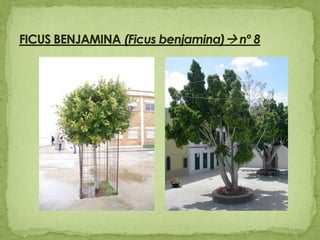 FICUS BENJAMINA (Ficus benjamina) nº 8