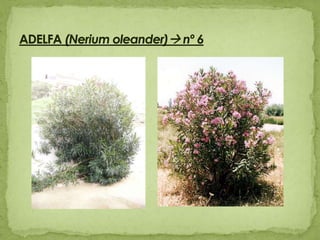 ADELFA (Neriumoleander) nº 6