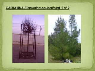CASUARINA (Casuarina equisetifolia) nº 9