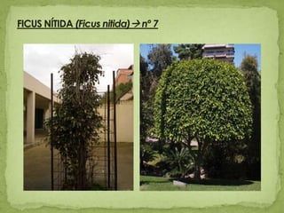 FICUS NÍTIDA (Ficus nitida) nº 7