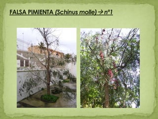 FALSA PIMIENTA (Schinus molle) nº1