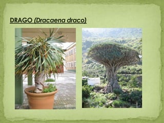 DRAGO (Dracaenadraco)