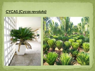CYCAS (Cycas revoluta)