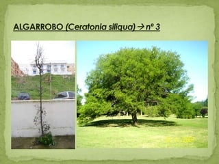 ALGARROBO (Ceratoniasiliqua) nº 3