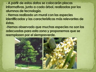 - A partir de estos datos se colocarán placas informativas, junto a cada árbol, realizadas por los alumnos de tecnología. - Hemos realizado un mural con las especies identificadas y las características más relevantes de éstas.-Hemos observado que muchas especies no son las adecuadas para esta zona y proponemos que se reemplazen por el siempreverde.