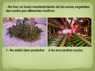 - No hay un buen mantenimiento de las zonas vegetales del centro por diferentes motivos:1- No están bien podados     2-Se encuentran sucios