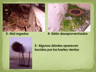 3- Mal regados                        4- Están desaprovechados                                    5- Algunos árboles aparecen 				torcidos por los fuertes vientos 