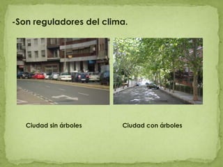 -Son reguladores del clima.     Ciudad sin árboles    Ciudad con árboles