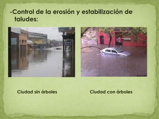 -Control de la erosión y estabilización de taludes:     Ciudad sin árboles     Ciudad con árboles