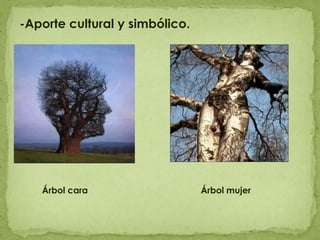 -Aporte cultural y simbólico.         Árbol cara           Árbol mujer