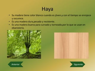 Haya
• Su madera tiene color blanco cuando es jóven,y con el tiempo se enrojece
  y oscurece.
• Es una madera dura,pesada y resistente.
• Es una madera buena para curvado y torneado,por lo que se usan en
  ebanistería.




  Anterior                                                Siguiente
 