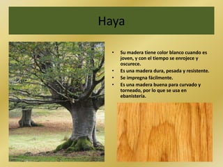Haya
• Su madera tiene color blanco cuando es
joven, y con el tiempo se enrojece y
oscurece.
• Es una madera dura, pesada y resistente.
• Se impregna fácilmente.
• Es una madera buena para curvado y
torneado, por lo que se usa en
ebanistería.
 