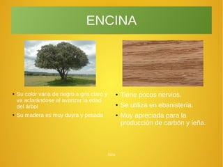 Júlia
ENCINA
● Tiene pocos nervios.
● Se utiliza en ebanistería.
● Muy apreciada para la
producción de carbón y leña.
● Su color varia de negro a gris claro y
va aclarándose al avanzar la edad
del árbol
● Su madera es muy duyra y pesada
 