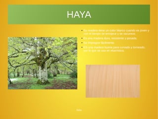 Júlia
HAYA
●
Su madera tiene un color blanco cuando es joven y
con el tiempo se enrojece y se oscurece.
●
Es una madera dura, resistente y pesada.
●
Se impregna fácilmente.
●
ES una madera buena para curvado y torneado,
por lo que se usa en ebanística.
 