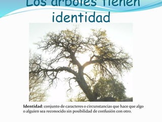 Los árboles tienen 
identidad 
Identidad: conjunto de caracteres o circunstancias que hace que algo 
o alguien sea reconocido sin posibilidad de confusión con otro. 
 