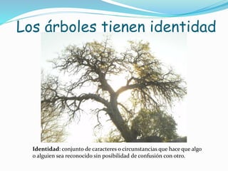 Los árboles tienen identidad 
Identidad: conjunto de caracteres o circunstancias que hace que algo 
o alguien sea reconocido sin posibilidad de confusión con otro. 
 