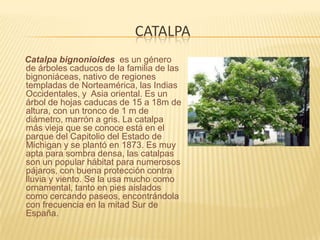 catalpaCatalpa bignonioides  es un género de árboles caducos de la familia de las bignoniáceas, nativo de regiones templadas de Norteamérica, las Indias Occidentales, y  Asia oriental. Es un árbol de hojas caducas de 15 a 18m de altura, con un tronco de 1 m de diámetro, marrón a gris. La catalpa más vieja que se conoce está en el parque del Capitolio del Estado de Michigan y se plantó en 1873. Es muy apta para sombra densa, las catalpas son un popular hábitat para numerosos pájaros, con buena protección contra lluvia y viento. Se la usa mucho como ornamental, tanto en pies aislados como cercando paseos, encontrándola con frecuencia en la mitad Sur de España. 