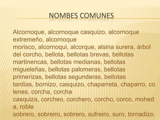 Nombes comunesAlcornoque, alcornoque casquizo, alcornoque extremeño, alcornoque morisco, alcornoqui, alcorque, alsina surera, árbol del corcho, bellota, bellotas brevas, bellotas martinencas, bellotas medianas, bellotas migueleñas, bellotas palomeras, bellotas primerizas, bellotas segunderas, bellotas tardías, bornizo, casquizo, chaparreta, chaparro, colenes, corcha, corcha casquiza, corcheo, corchero, corcho, corco, moheda, roble sobrero, sobreiro, sobrero, sufreiro, suro, tornadizo.