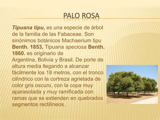 Palo rosaTipuana tipu, es una especie de árbol de la familia de las Fabaceae. Son sinónimos botánicos Machaerium tipu Benth. 1853, Tipuana speciosa Benth. 1860. es originario de Argentina, Bolivia y Brasil. De porte de altura media llegando a alcanzar fácilmente los 18 metros, con el tronco cilíndrico con la cortreza agrietada de color gris oscuro, con la copa muy aparasolada y muy ramificada con ramas que se extienden en quebrados segmentos rectilíneos.