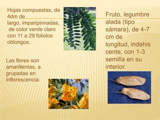 Hojas compuestas, de 4dm de largo, imparipinnadas, de color verde claro con 11 a 29 foliolos oblongos. Fruto, legumbre alada (tipo sámara), de 4-7 cm de longitud, indehiscente, con 1-3 semilla en su interior.Las flores son amarillentas, agrupadas en inflorescencia. 