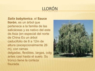llorónSalix babylonica, el Sauce llorón, es un árbol que pertenece a la familia de las salicáceas y es nativo del este de Asia (en especial del norte de China Es un árbol caducifolio de 8 a 12m de altura (excepcionalmente 26 m), con ramas delgadas, flexibles, largas, colgantes casi hasta el suelo. Su tronco tiene la corteza fisurada.