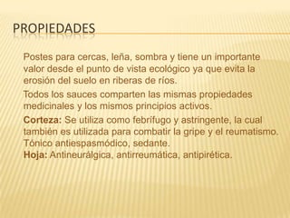 propiedadesPostes para cercas, leña, sombra y tiene un importante valor desde el punto de vista ecológico ya que evita la erosión del suelo en riberas de ríos.     Todos los sauces comparten las mismas propiedades medicinales y los mismos principios activos.    Corteza: Se utiliza como febrífugo y astringente, la cual también es utilizada para combatir la gripe y el reumatismo. Tónico antiespasmódico, sedante. Hoja: Antineurálgica, antirreumática, antipirética.