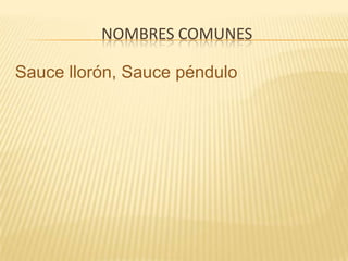 Nombres comunesSauce llorón, Sauce péndulo