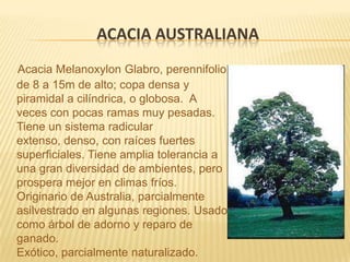 Acacia australiana Acacia Melanoxylon Glabro, perennifolio de 8 a 15m de alto; copa densa y piramidal a cilíndrica, o globosa.  A veces con pocas ramas muy pesadas. Tiene un sistema radicular extenso, denso, con raíces fuertes superficiales. Tiene amplia tolerancia a una gran diversidad de ambientes, pero prospera mejor en climas fríos. Originario de Australia, parcialmente asilvestrado en algunas regiones. Usado como árbol de adorno y reparo de ganado. Exótico, parcialmente naturalizado.
