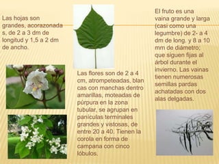 El fruto es una vaina grande y larga (casi como una legumbre) de 2- a 4 dm de long. y 8 a 10 mm de diámetro; que siguen fijas al árbol durante el invierno. Las vainas tienen numerosas semillas pardas achatadas con dos alas delgadas.Las hojas son grandes, acorazonadas, de 2 a 3 dm de longitud y 1,5 a 2 dm de ancho.Las flores son de 2 a 4 cm, atrompeteadas, blancas con manchas dentro amarillas, moteadas de púrpura en la zona tubular, se agrupan en panículas terminales grandes y vistosas, de entre 20 a 40. Tienen la corola en forma de campana con cinco lóbulos.