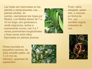 Fruto: vaina alargada, aplastada, a menudo en forma de hoz, con semillas negras rodeadas de rojo.Las hojas son bipinnadas en las plantas o ramas jóvenes. Las plantas adultas, en cambio, reemplazan las hojas por filodios. Los filodios tienen de 7 a 10 cm largo, son grisáceos a verde negruzcos, rectos a suavemente curvos, con 3 a 7 venas prominentes longitudinales y finas venas entre ellos; bipinnadas en plantas jóvenes.Flores reunidas en pequeños racimos, de color amarillo pálido, de 7 a 9 mm de diámetro, aparecen en septiembre.