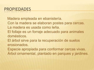 propiedadesMadera empleada en ebanistería.Con la madera se elaboran postes para cercas.La madera es usada como leña.El follaje es un forraje adecuado para animales         domésticos.El árbol sirve para la recuperación de suelos   erosionados.Especie apropiada para conformar cercas vivas.Árbol ornamental, plantado en parques y jardines.