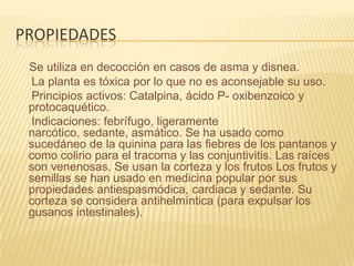 propiedadesSe utiliza en decocción en casos de asma y disnea.     La planta es tóxica por lo que no es aconsejable su uso.     Principios activos: Catalpina, ácido P- oxibenzoico y protocaquético.     Indicaciones: febrífugo, ligeramente narcótico, sedante, asmático. Se ha usado como sucedáneo de la quinina para las fiebres de los pantanos y como colirio para el tracoma y las conjuntivitis. Las raíces son venenosas. Se usan la corteza y los frutos Los frutos y semillas se han usado en medicina popular por sus propiedades antiespasmódica, cardiaca y sedante. Su corteza se considera antihelmíntica (para expulsar los gusanos intestinales).