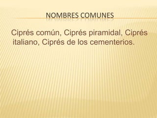 Nombres comunes  Ciprés común, Ciprés piramidal, Ciprés italiano, Ciprés de los cementerios.