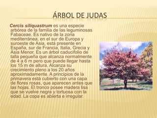 árbol de JudasCercis siliquastrum es una especie arbórea de la familia de las leguminosas Fabaceae. Es nativo de la zona mediterránea, en el sur de Europa y suroeste de Asia, está presente en España, sur de Francia, Italia, Grecia y Asia Menor. Es un árbol caducifolio de talla pequeña que alcanza normalmente de 4 a 6 m pero que puede llegar hasta los 15 m de altura. Alcanza su crecimiento pleno a los 20 años aproximadamente. A principios de la primavera está cubierto con una capa de flores rosas, que aparecen antes que las hojas. El tronco posee madera lisa que se vuelve negra y tortuosa con la edad. La copa es abierta e irregular.