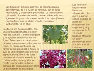 Los frutos son largas vainas llamadas silicuas, de color rojizo a marrón oscuro en base al grado de maduración. Son colgantes y muy numerosas de 6-10 cm de longitud. Maduran en julio y permanecen en el árbol durante el invierno.Las hojas son simples, alternas, de redondeadas a acordiformes, de 7 a 12 cm de longitud, con el ápice redondeado y largamente pecioladas. La inervación es palmeada. Son de color verde claro en el haz y de tono ligeramente gris-azulado en el envés. Las hojas jóvenes pueden tener una tonalidad rosada, y aparecen tardíamente, ya en abril.Las flores son hermafroditas, con una corola papilionácea de color rosa-lila. Son de 1-2 cm de longitud y se agrupan en racimos de 3-6 flores. Se encuentran reunidas en racimos que aparecen antes que las hojas, en marzo-abril sobre las ramas donde antes había hojas, lo cual es una característica de esta especie, es cauliflora, las flores pueden salir directamente de la corteza de las ramas y el tronco. Existe una variedad de flores blancas, (C. siliquastrum var. alba). La polinización es entomófila.
