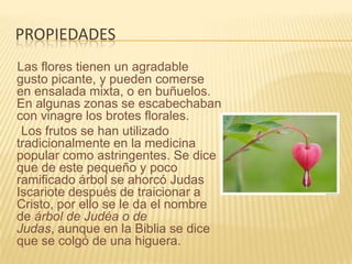propiedadesLas flores tienen un agradable gusto picante, y pueden comerse en ensalada mixta, o en buñuelos. En algunas zonas se escabechaban con vinagre los brotes florales.     Los frutos se han utilizado tradicionalmente en la medicina popular como astringentes. Se dice que de este pequeño y poco ramificado árbol se ahorcó Judas Iscariote después de traicionar a Cristo, por ello se le da el nombre de árbol de Judéa o de Judas, aunque en la Biblia se dice que se colgó de una higuera.