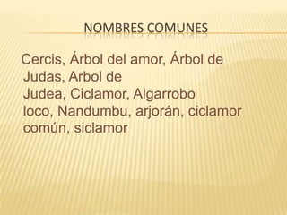 Nombres comunesCercis, Árbol del amor, Árbol de Judas, Arbol de Judea, Ciclamor, Algarrobo loco, Nandumbu, arjorán, ciclamor común, siclamor