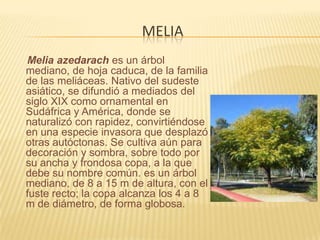 MeliaMelia azedarach es un árbol mediano, de hoja caduca, de la familia de las meliáceas. Nativo del sudeste asiático, se difundió a mediados del siglo XIX como ornamental en Sudáfrica y América, donde se naturalizó con rapidez, convirtiéndose en una especie invasora que desplazó otras autóctonas. Se cultiva aún para decoración y sombra, sobre todo por su ancha y frondosa copa, a la que debe su nombre común. es un árbol mediano, de 8 a 15 m de altura, con el fuste recto; la copa alcanza los 4 a 8 m de diámetro, de forma globosa.