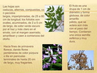 El fruto es una drupa de 1 cm de diámetro y forma globosa, de color amarillo pálido, que se aclara aún más con el paso del tiempo. Contienen una única semilla esférica y muy dura.Las hojas son caducas, alternas, compuestas, con pecíolos largos, imparipinnadas, de 25 a 80 cm de longitud; los folíolos son ovales, acuminados, de 2 a 5 cm de largo, de color verde oscuro por el haz y más claro en el envés, con el margen aserrado; amarillean y caen a comienzos del otoño.Hacia fines de primavera florece, dando flores pentámeras de color púrpura o lila en panículas terminales de hasta 20 cm de largo, muy fragantes.