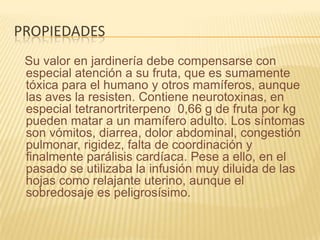 propiedadesSu valor en jardinería debe compensarse con especial atención a su fruta, que es sumamente tóxica para el humano y otros mamíferos, aunque las aves la resisten. Contiene neurotoxinas, en especial tetranortriterpeno  0,66 g de fruta por kg pueden matar a un mamífero adulto. Los síntomas son vómitos, diarrea, dolor abdominal, congestión pulmonar, rigidez, falta de coordinación y finalmente parálisis cardíaca. Pese a ello, en el pasado se utilizaba la infusión muy diluida de las hojas como relajante uterino, aunque el sobredosaje es peligrosísimo.