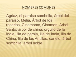Nombres comunesAgriaz, el paraíso sombrilla, árbol del paraíso, Melia, Árbol de los rosarios, Cinamomo, Cinamon, Arbol Santo, árbol de china, orgullo de la India, lila de persia, lila de India, lila de China, lila de las Antillas, canelo, árbol sombrilla, árbol noble.