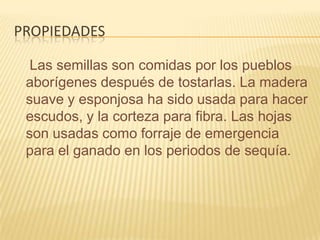 propiedades    Las semillas son comidas por los pueblos aborígenes después de tostarlas. La madera suave y esponjosa ha sido usada para hacer escudos, y la corteza para fibra. Las hojas son usadas como forraje de emergencia para el ganado en los periodos de sequía.