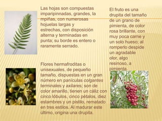 Las hojas son compuestas imparipinnadas, grandes, lampiñas, con numerosas hojuelas largas y estrechas, con disposición alterna y terminadas en punta; su borde es entero o raramente serrado. El fruto es una drupita del tamaño de un grano de pimienta, de color rosa brillante, con muy poca carne y un solo hueso; al romperlo despide un agradable olor, algo resinoso, a pimienta.Flores hermafroditas o unisexuales, de pequeño tamaño, dispuestas en un gran número en panículas colgantesterminales y axilares; son de color amarillo, tienen un cáliz con cinco lóbulos, cinco pétalos, diez estambres y un pistilo, rematado en tres estilos. Al madurar este último, origina una drupita. 