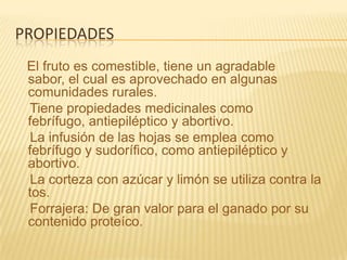 propiedadesEl fruto es comestible, tiene un agradable sabor, el cual es aprovechado en algunas comunidades rurales.     Tiene propiedades medicinales como febrífugo, antiepiléptico y abortivo.    La infusión de las hojas se emplea como febrífugo y sudorífico, como antiepiléptico y abortivo.     La corteza con azúcar y limón se utiliza contra la tos.    Forrajera: De gran valor para el ganado por su contenido proteíco.
