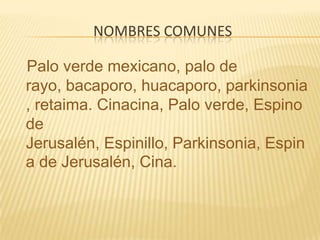 Nombres comunesPalo verde mexicano, palo de rayo, bacaporo, huacaporo, parkinsonia, retaima. Cinacina, Palo verde, Espino de Jerusalén, Espinillo, Parkinsonia, Espina de Jerusalén, Cina.