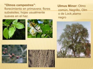     "Olmos campestres": florecimiento en primavera; flores subsésiles; hojas usualmente suaves en el haz.Ulmus Minor: Olmo común, Negrillo, Olmo de Lock,alamo negro