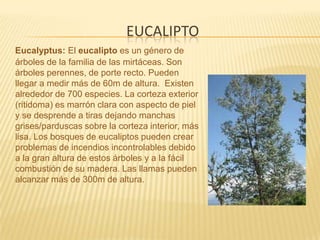 eucaliptoEucalyptus: El eucalipto es un género de árboles de la familia de las mirtáceas. Son árboles perennes, de porte recto. Pueden llegar a medir más de 60m de altura.  Existen alrededor de 700 especies. La corteza exterior (ritidoma) es marrón clara con aspecto de piel y se desprende a tiras dejando manchas grises/parduscas sobre la corteza interior, más lisa. Los bosques de eucaliptos pueden crear problemas de incendios incontrolables debido a la gran altura de estos árboles y a la fácil combustión de su madera. Las llamas pueden alcanzar más de 300m de altura.