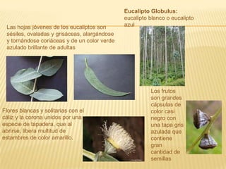 Eucalipto Globulus: eucalipto blanco o eucalipto azulLas hojas jóvenes de los eucaliptos son sésiles, ovaladas y grisáceas, alargándose y tornándose coriáceas y de un color verde azulado brillante de adultasLos frutos son grandes cápsulas de color casi negro con una tapa gris azulada que contiene gran cantidad de semillasFlores blancas y solitarias con el cáliz y la corona unidos por una especie de tapadera, que al abrirse, libera multitud de estambres de color amarillo. 